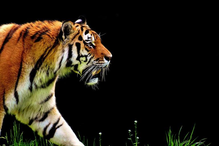 নিউইয়র্কের ব্রোঞ্জ চিড়িয়াখানার বাঘ নাদিয়া